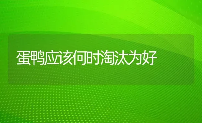 蛋鸭应该何时淘汰为好 | 家禽养殖