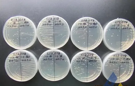 [病例471]巴沙鱼细菌性败血症