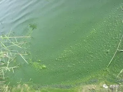 白天池塘溶氧高得爆表，晚上溶氧低得浮头，养鱼户怎么处理？