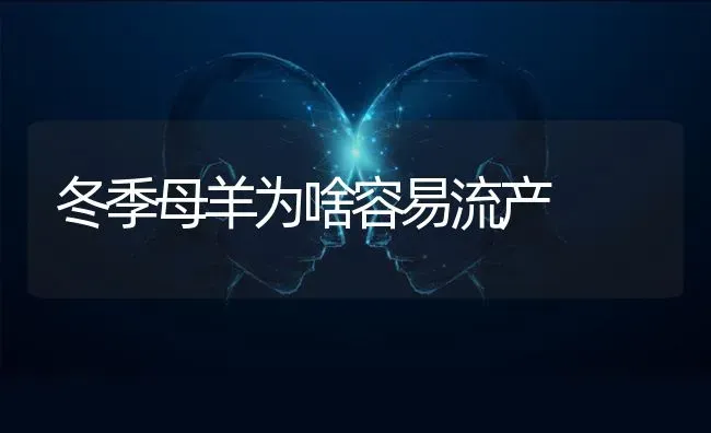 冬季母羊为啥容易流产 | 家畜养殖