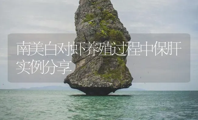 南美白对虾养殖过程中保肝实例分享 | 海水养殖