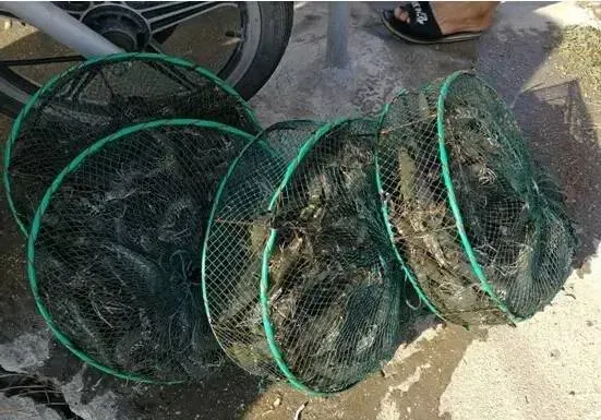 40元/斤以上！亩收益轻松过万！图文详解“金刚虾”是如何炼成的？