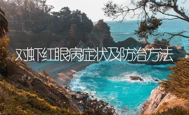 对虾红眼病症状及防治方法 | 海水养殖