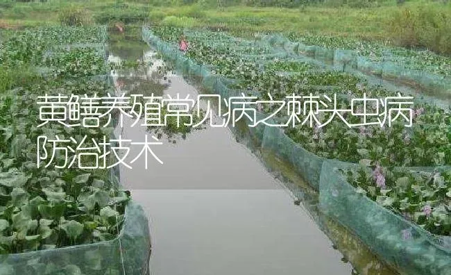 黄鳝养殖常见病之棘头虫病防治技术 | 淡水养殖