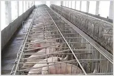 养猪场如何有效控制猪瘟 | 动物养殖资料