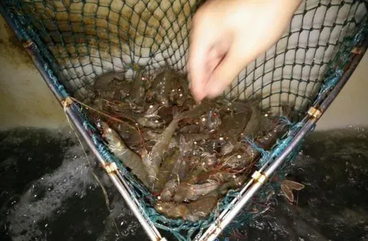 上海青浦南美白对虾养殖户万老板经验分享