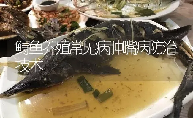 鲟鱼养殖常见病肿嘴病防治技术 | 淡水养殖