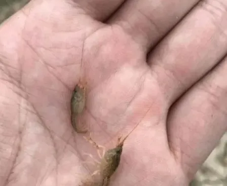 小龙虾寒潮管理要注意哪些方面