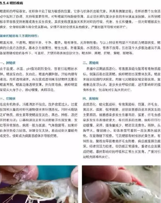 南美白对虾养殖户如何做好病害防控工作