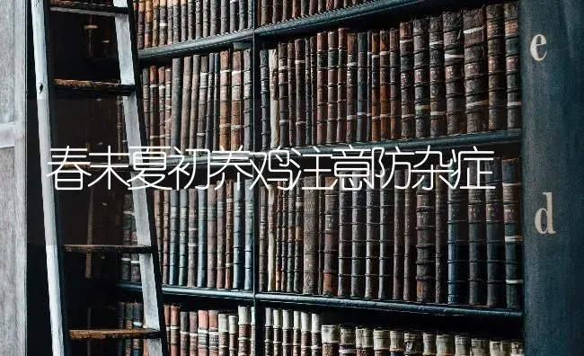 春末夏初养鸡注意防杂症 | 家禽养殖