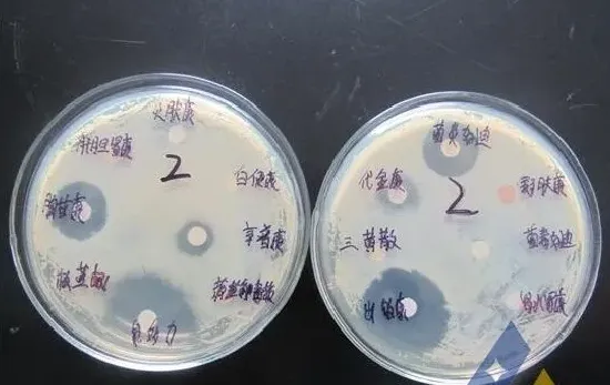 [病例471]巴沙鱼细菌性败血症