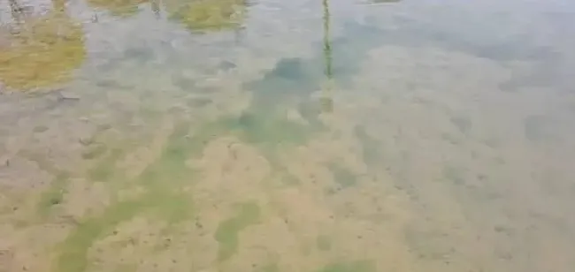 鱼虾蟹塘海参圈青苔泛滥，靠谱的防控措施在这里