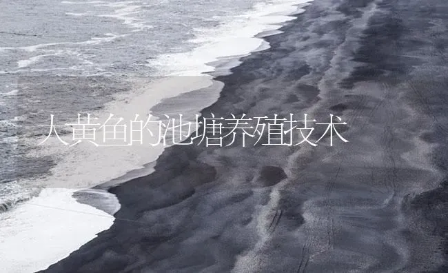大黄鱼的池塘养殖技术 | 海水养殖