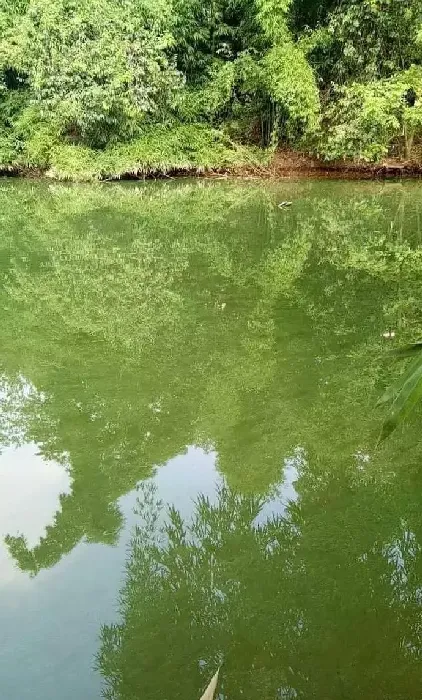 只要温度不高，蓝藻没有在短期内大量死亡，蓝藻其实没有想象中那么可怕