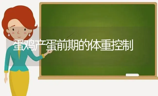 蛋鸡产蛋前期的体重控制 | 家禽养殖