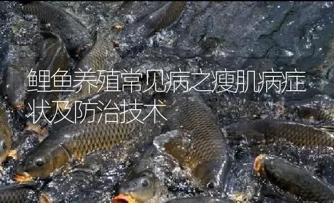 鲤鱼养殖常见病之瘦肌病症状及防治技术 | 淡水养殖