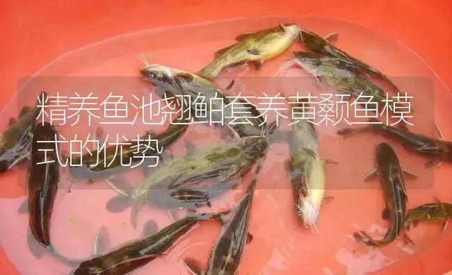 精养鱼池翘鲌套养黄颡鱼模式的优势 | 淡水养殖