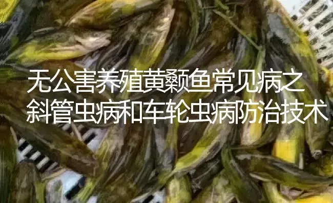 无公害养殖黄颡鱼常见病之斜管虫病和车轮虫病防治技术 | 淡水养殖