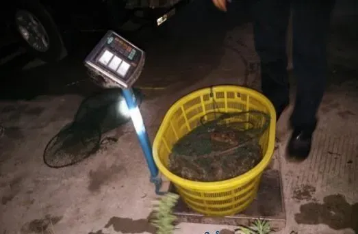 上海青浦南美白对虾养殖户万老板经验分享