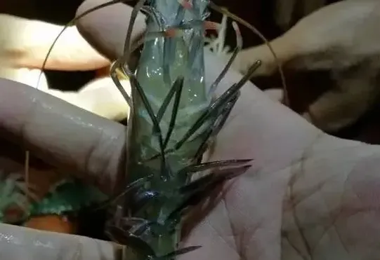 40元/斤以上！亩收益轻松过万！图文详解“金刚虾”是如何炼成的？