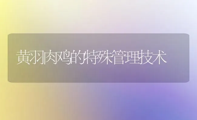 黄羽肉鸡的特殊管理技术 | 家禽养殖