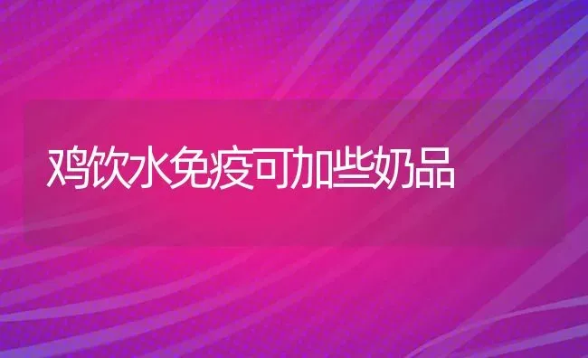 鸡饮水免疫可加些奶品 | 家禽养殖