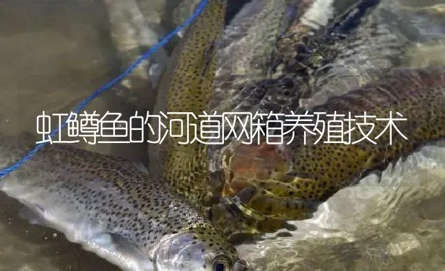 虹鳟鱼的河道网箱养殖技术 | 淡水养殖
