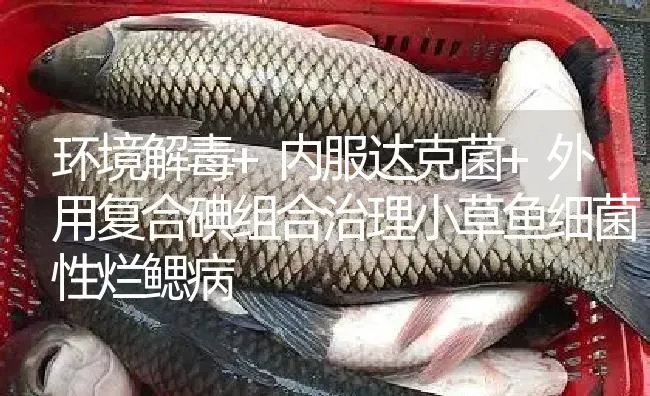 环境解毒+内服达克菌+外用复合碘组合治理小草鱼细菌性烂鳃病 | 淡水养殖
