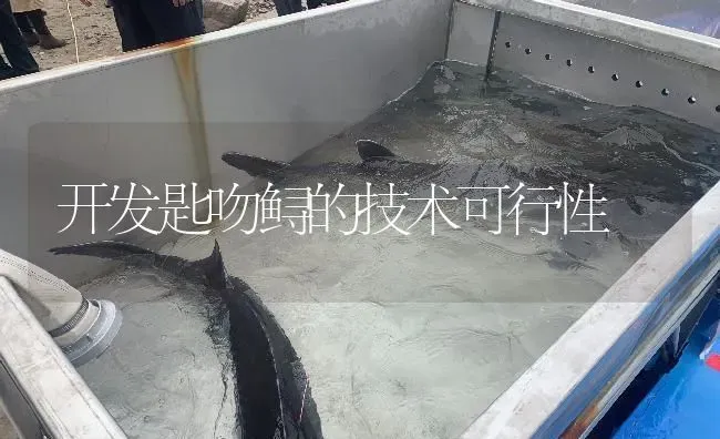 开发匙吻鲟的技术可行性 | 淡水养殖