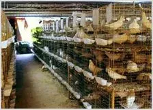 春季肉鸽养殖最新疾病防治技术 | 动物养殖资料