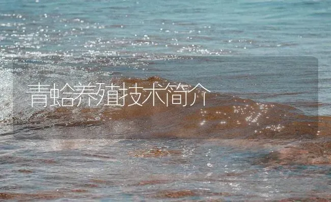 青蛤养殖技术简介 | 海水养殖