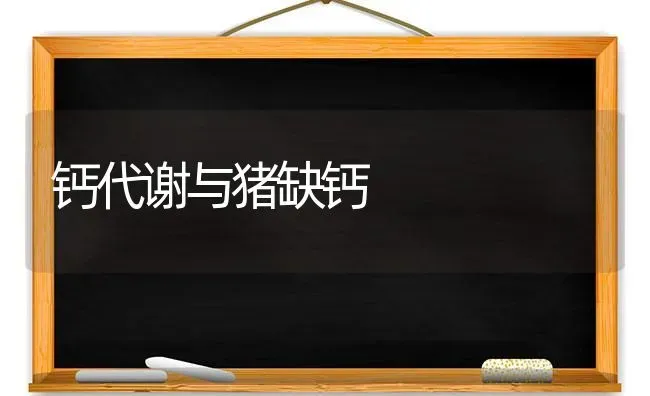 钙代谢与猪缺钙 | 家畜养殖