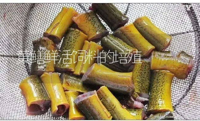 黄鳝鲜活饲料的培殖 | 淡水养殖