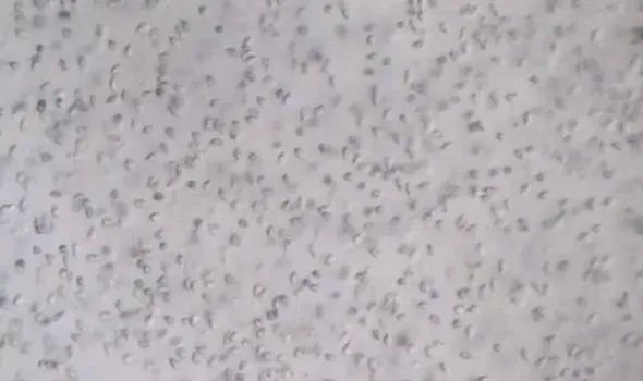 好润生物公司“1+6”精细化鲮鱼养殖技术详解