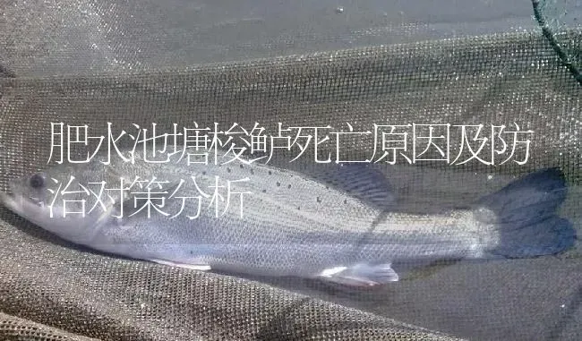 肥水池塘梭鲈死亡原因及防治对策分析 | 淡水养殖