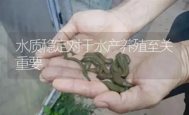 水质稳定对于水产养殖至关重要 | 特种养殖