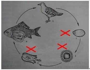 草鱼养殖常见病舌状绦虫病的防治技术