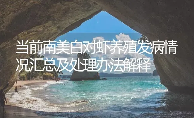 当前南美白对虾养殖发病情况汇总及处理办法解释 | 海水养殖