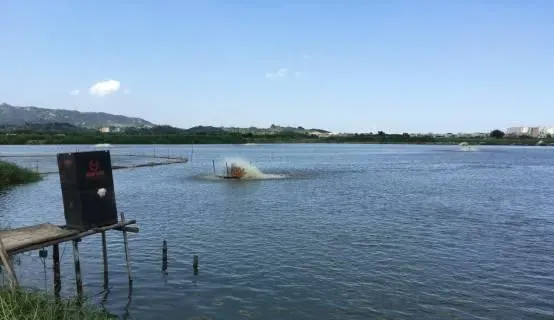 高温阴雨对鱼虾混养池塘的影响及对策