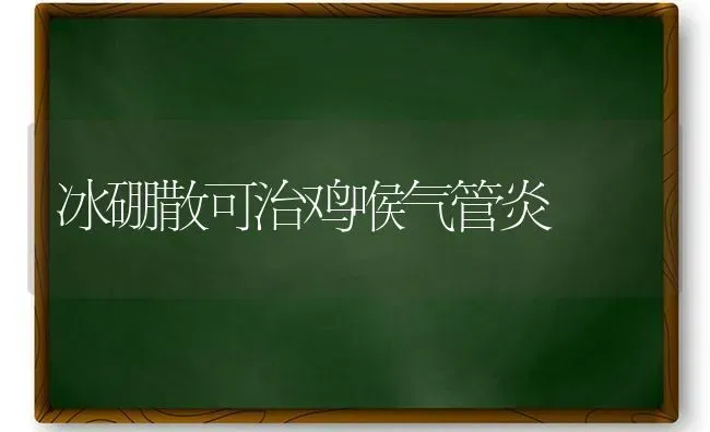 冰硼散可治鸡喉气管炎 | 家禽养殖