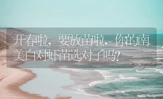 开春啦，要放苗啦，你的南美白对虾苗选对了吗？ | 海水养殖