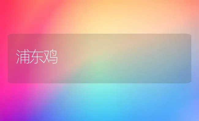 浦东鸡 | 家禽养殖