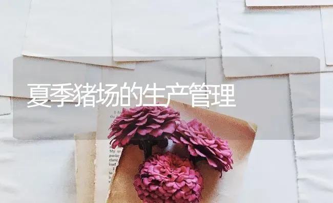 夏季猪场的生产管理 | 家畜养殖