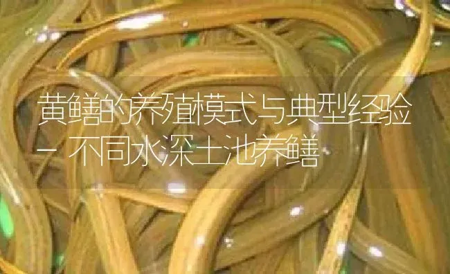 黄鳝的养殖模式与典型经验-不同水深土池养鳝 | 淡水养殖
