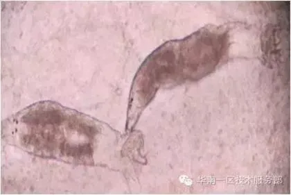 早春三四月份水产养殖现状及池塘管理关键点