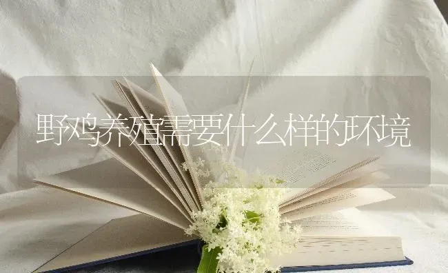 野鸡养殖需要什么样的环境 | 家禽养殖
