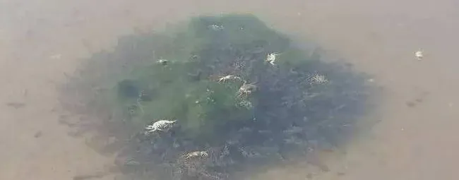鱼虾蟹塘海参圈青苔泛滥，靠谱的防控措施在这里