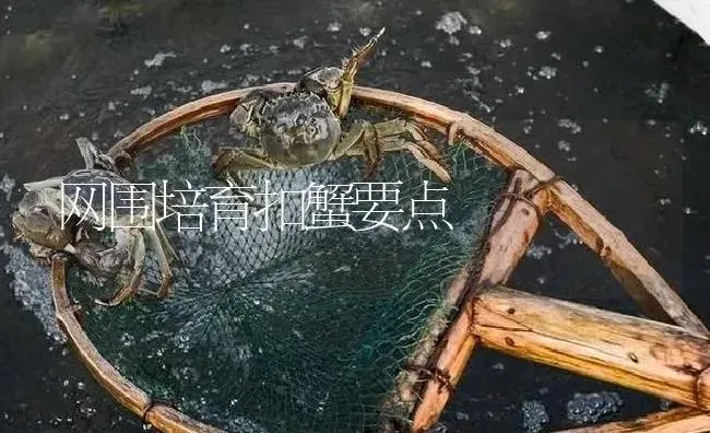网围培育扣蟹要点 | 淡水养殖