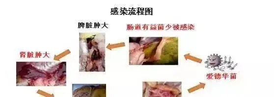 养殖户如何应对黄颡鱼点状出血？