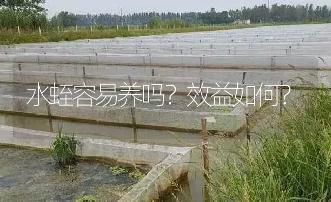 水蛭容易养吗？效益如何？ | 特种养殖